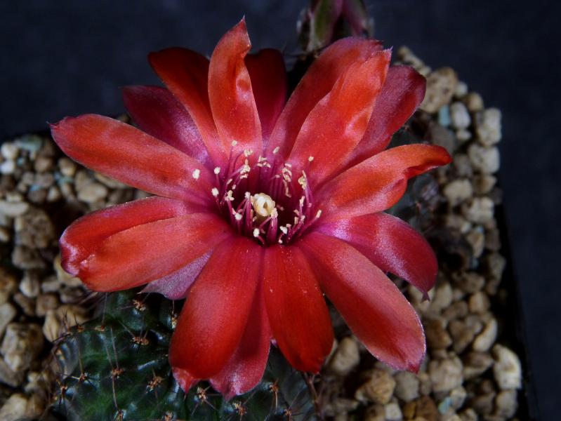 Blüte der Mutterpflanze
